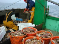 Pêche coquilles saint-jacques - Baie de Seine- Dimitri